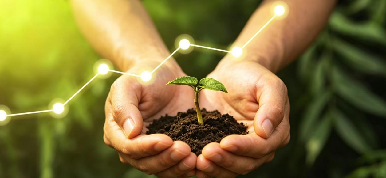 Young plant in soil representing PVA agriculture applications